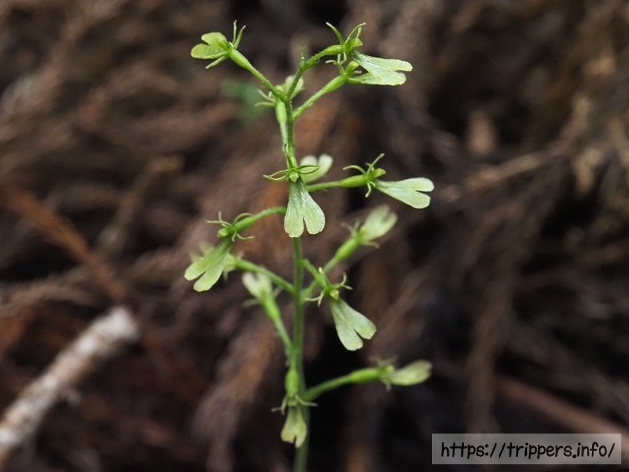 アオフタバラン