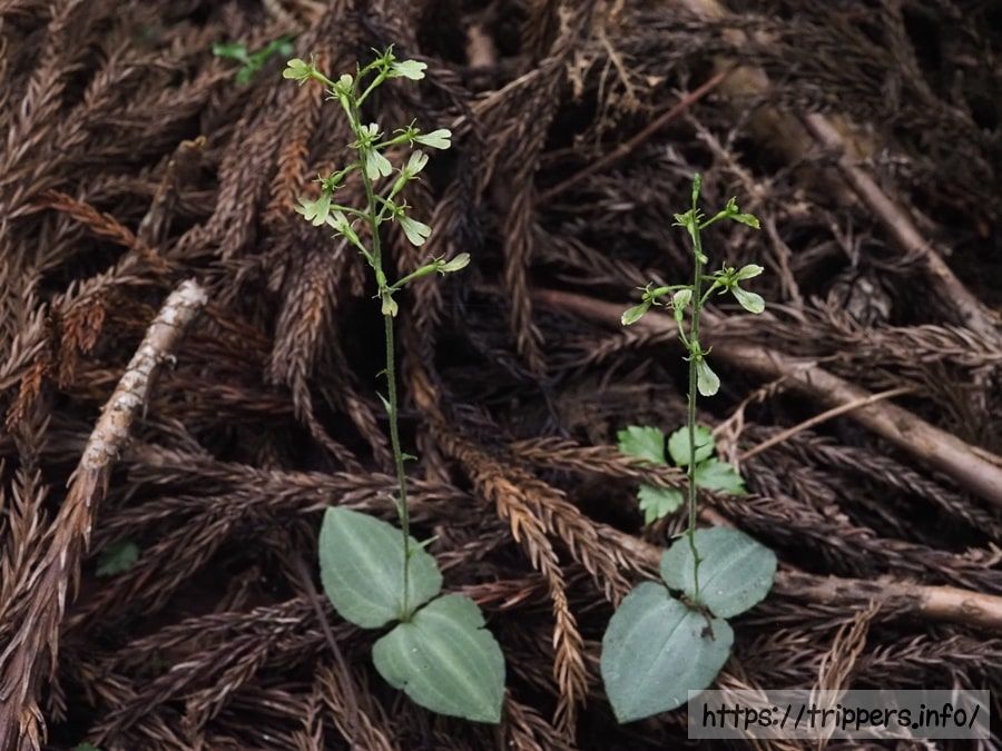 アオフタバラン