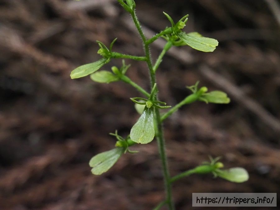 アオフタバランの花