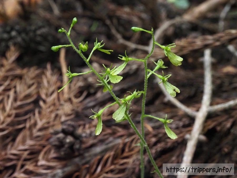 アオフタバランの蕾と花