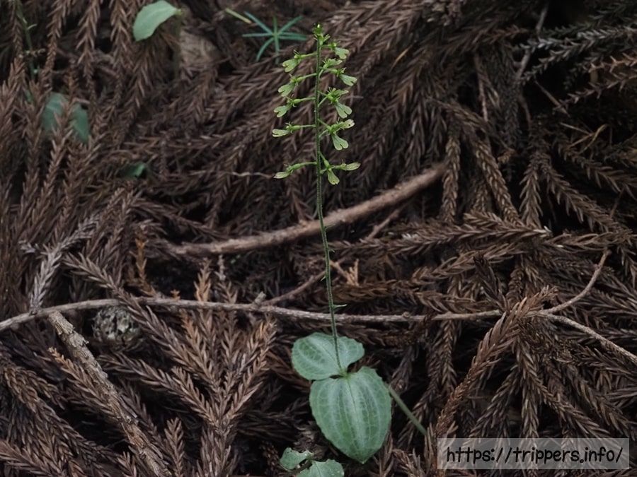 アオフタバラン