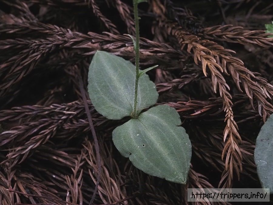 アオフタバランの葉