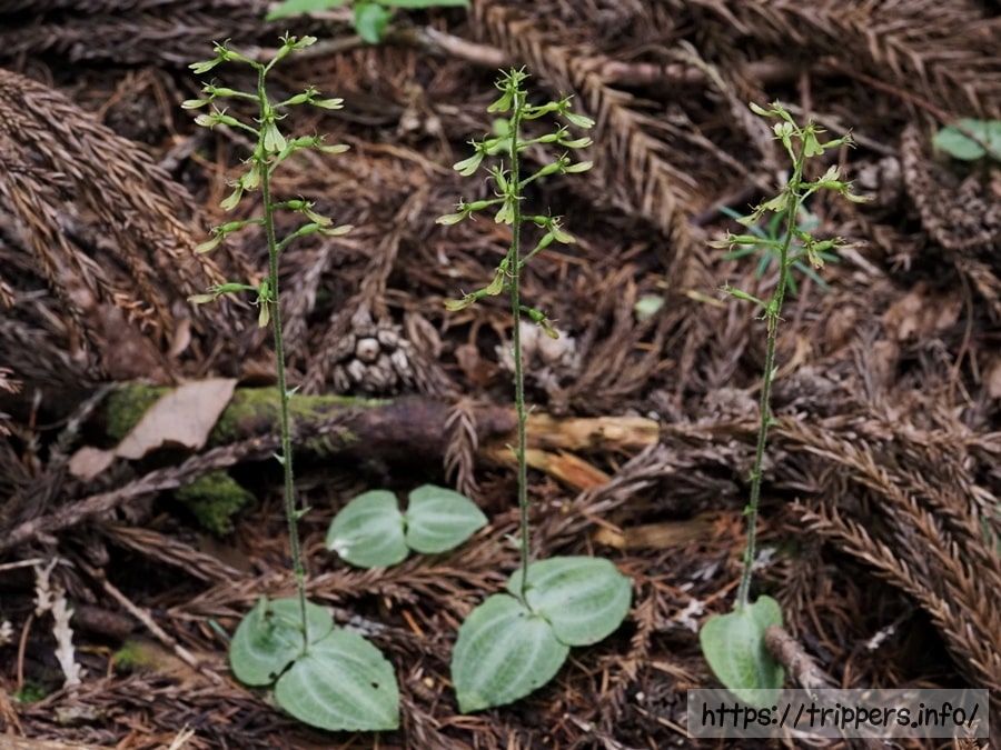 アオフタバランの群生