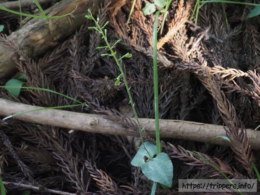 日光のアオフタバラン