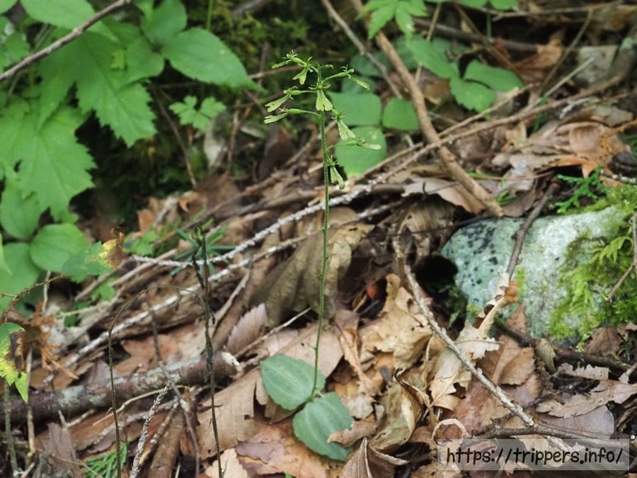 丹沢のアオフタバラン