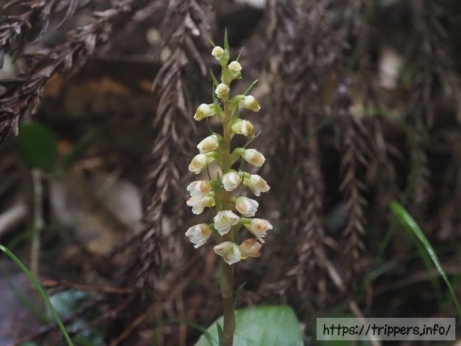 オオシマシュスランの花