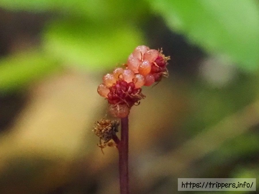 ホンゴウソウの果実