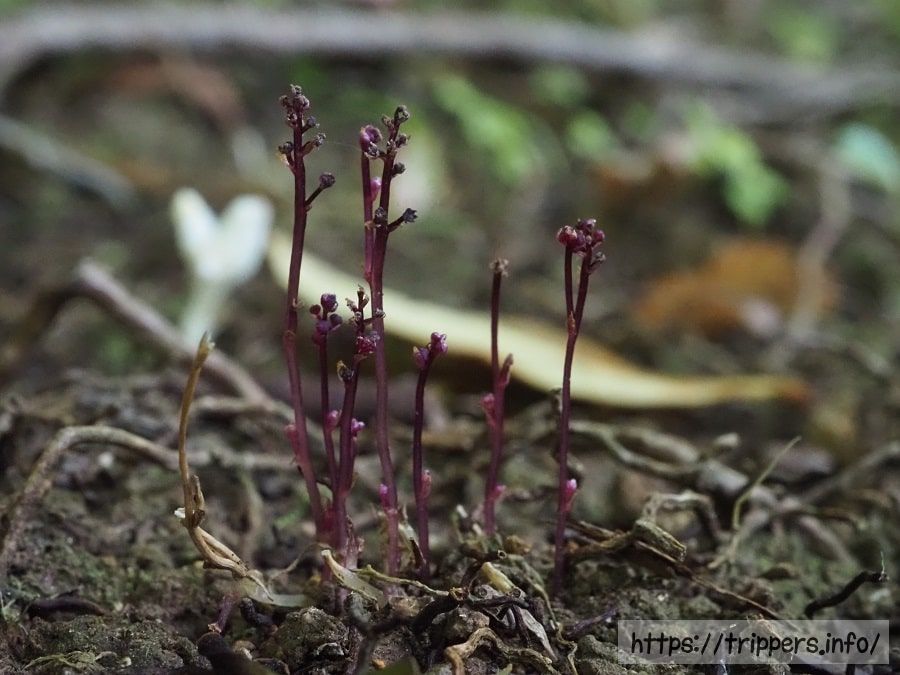ホンゴウソウの蕾
