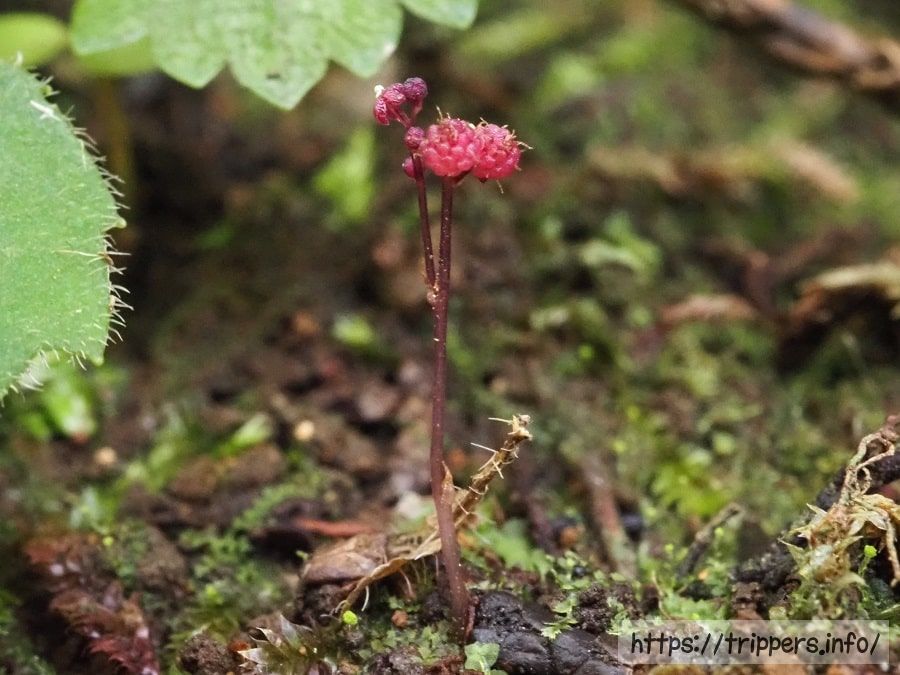 ホンゴウソウの花