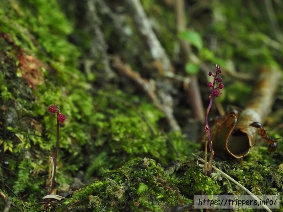 ホンゴウソウの大きさ