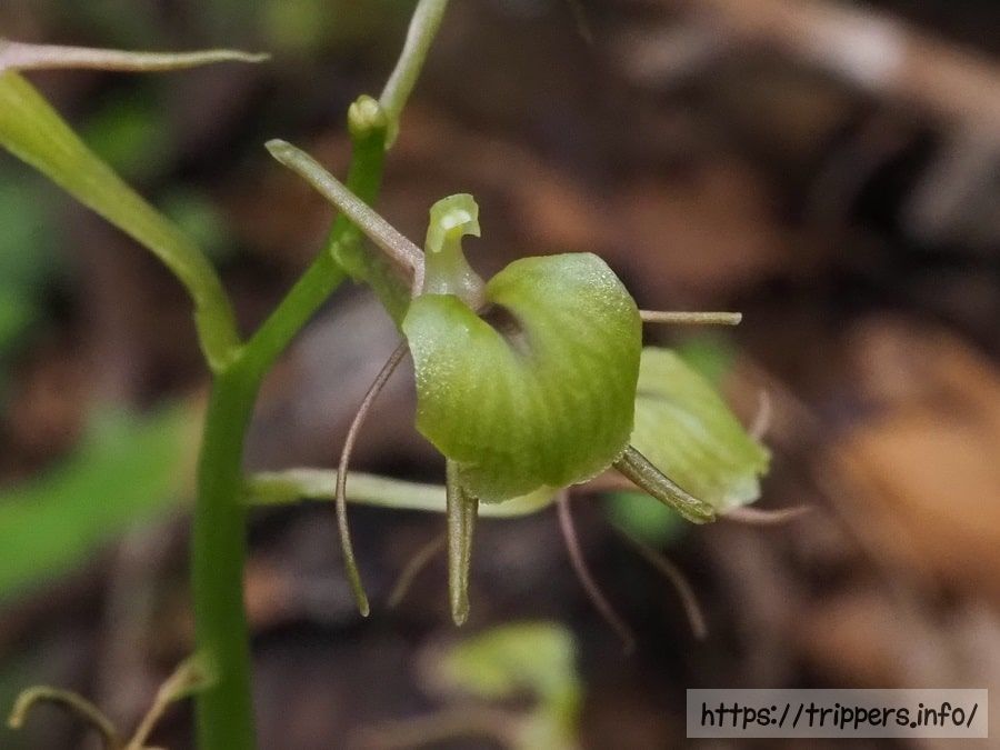 シテンクモキリ
