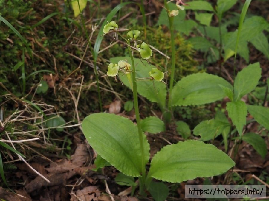 シテンクモキリ