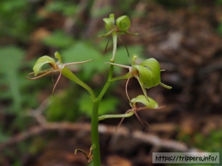 シテンクモキリの花