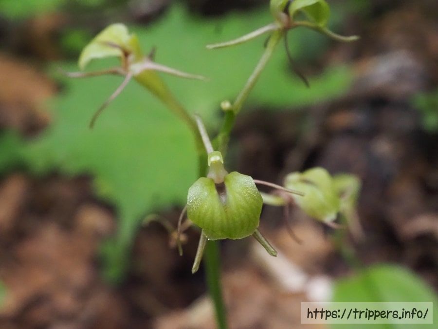 シテンクモキリ