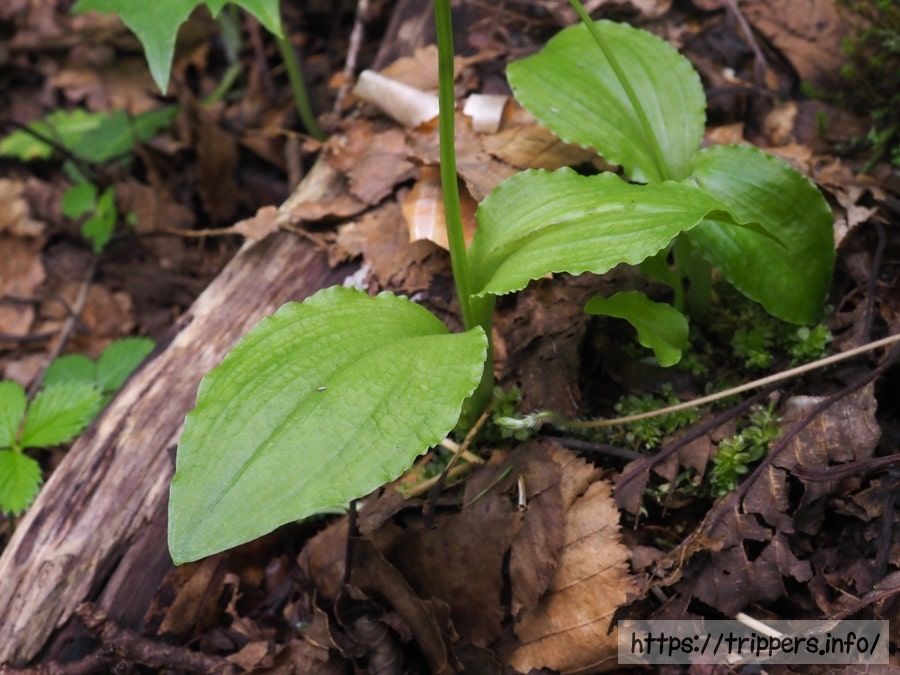 シテンクモキリの葉