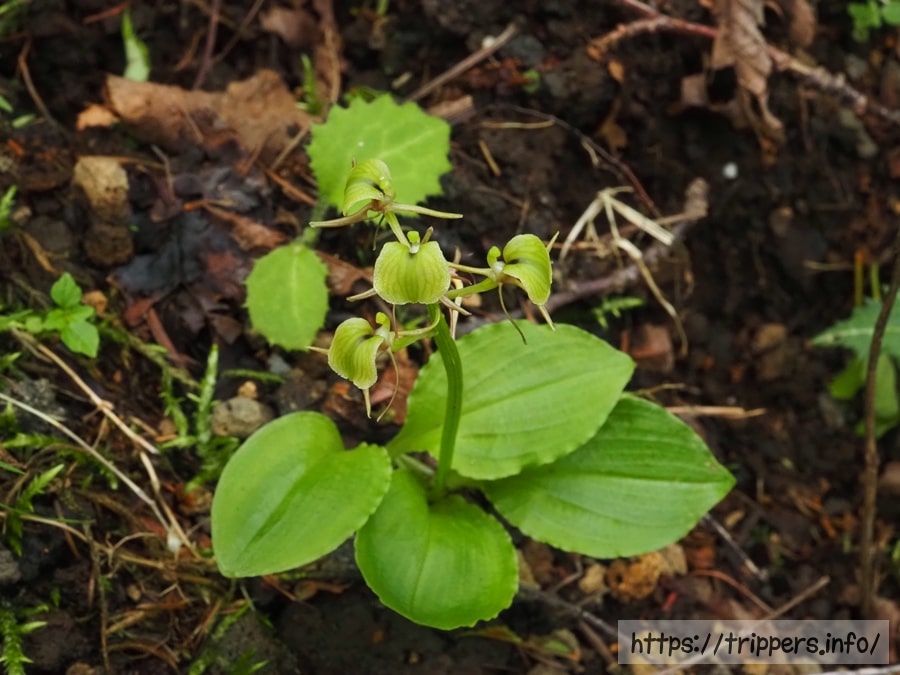 シテンクモキリ