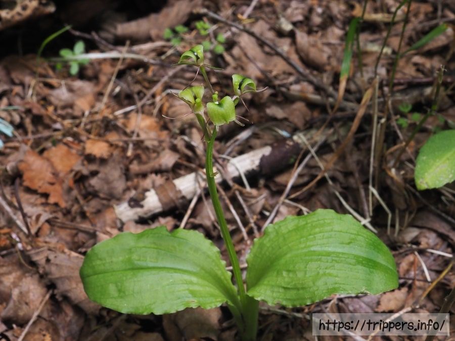 シテンクモキリ