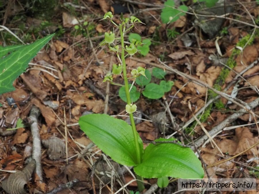 シテンクモキリ