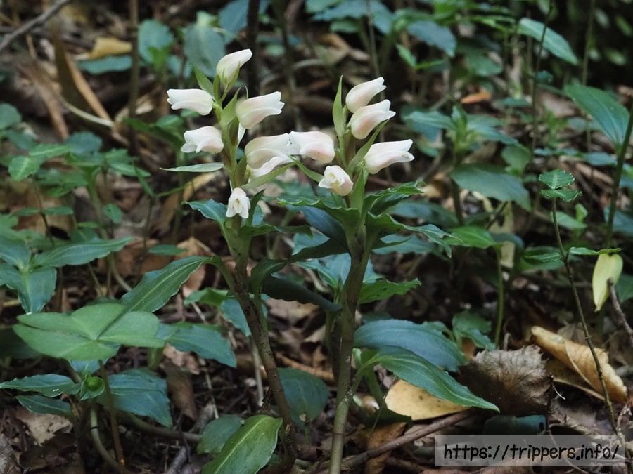 アケボノシュスランの花