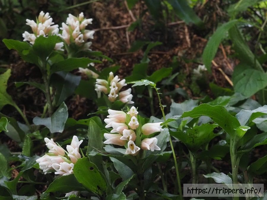 アケボノシュスランの群生地