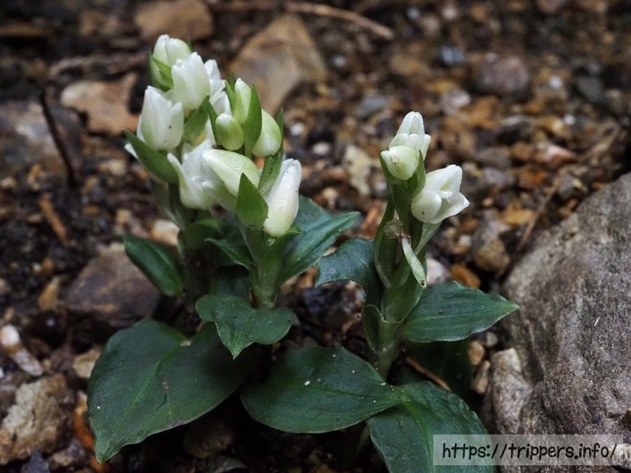 アケボノシュスラン