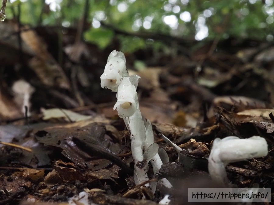 アキノギンリョウソウ