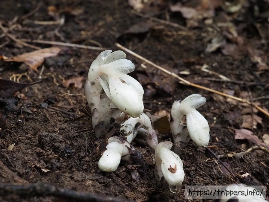 ギンリョウソウモドキ