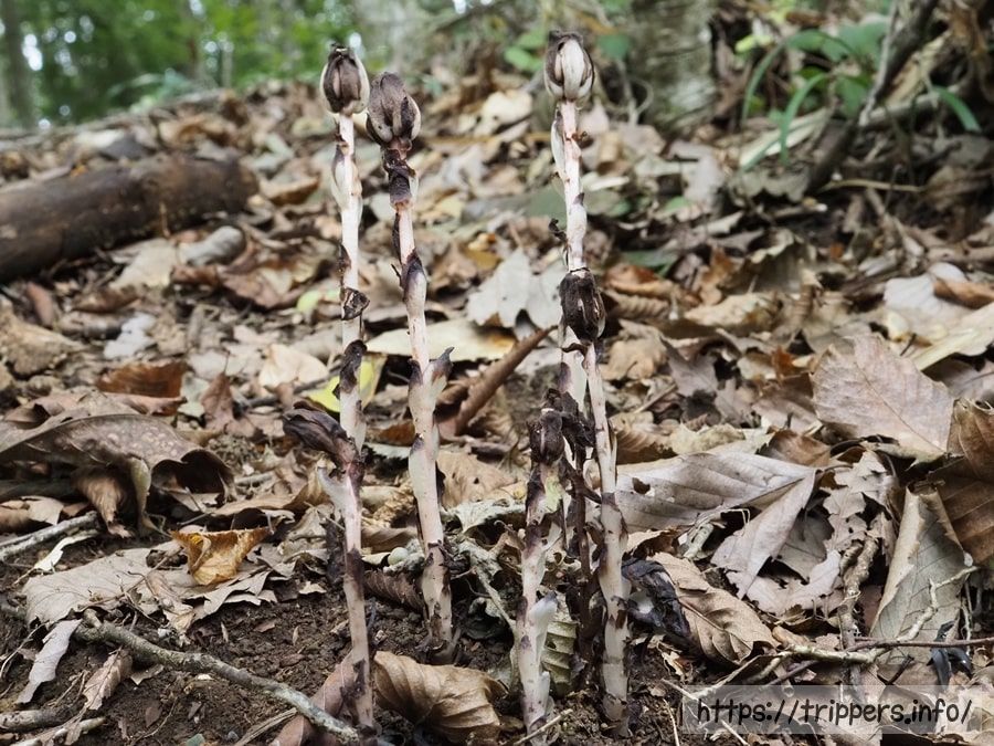 開花を終えて上を向いたアキノギンリョウソウ