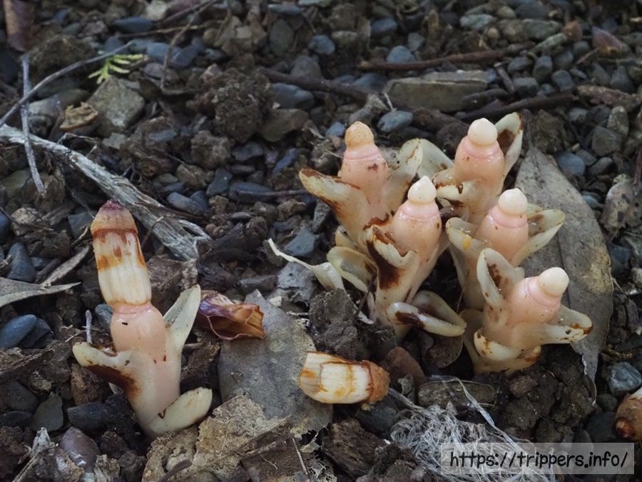 ヤッコソウの顔出し