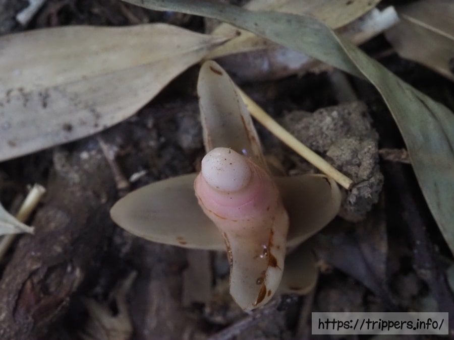 寄生植物であるヤッコソウ