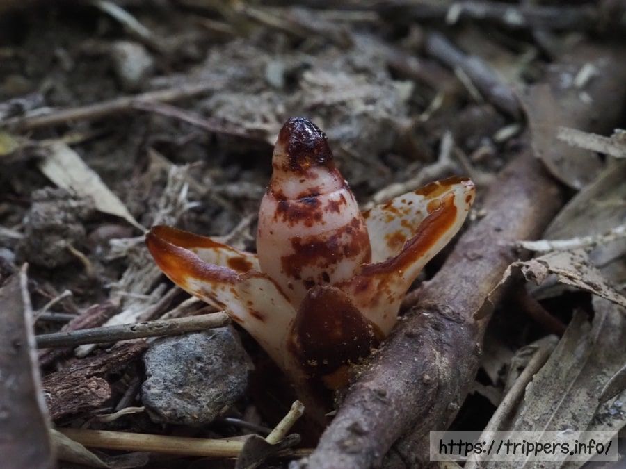 受粉を終えたヤッコソウ