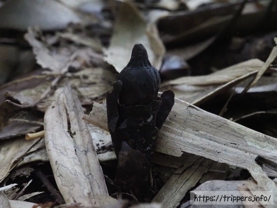 去年開花したヤッコソウ
