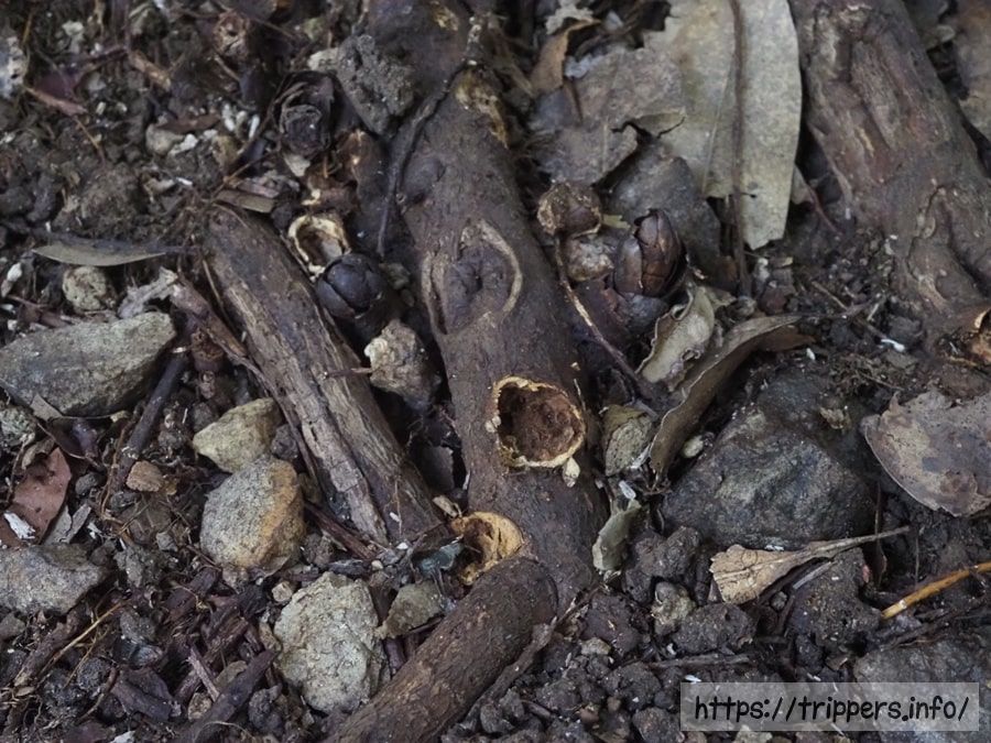 ヤッコソウが根に寄生した跡