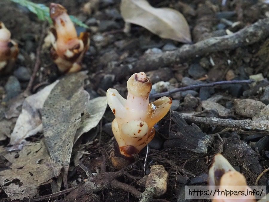 受粉を終えたヤッコソウ