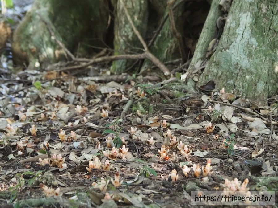 ヤッコソウの群生地