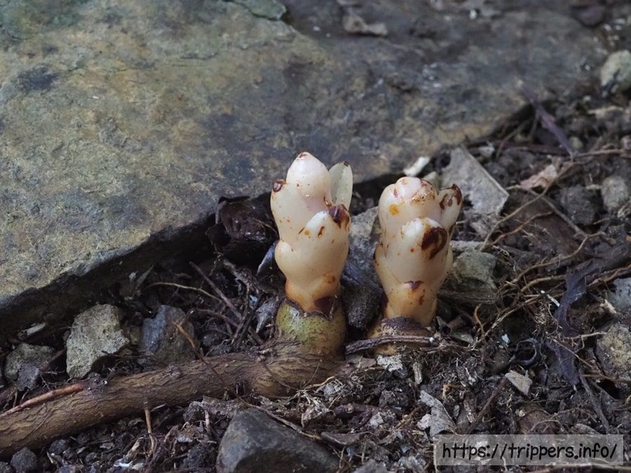 ヤッコソウが根に寄生した跡