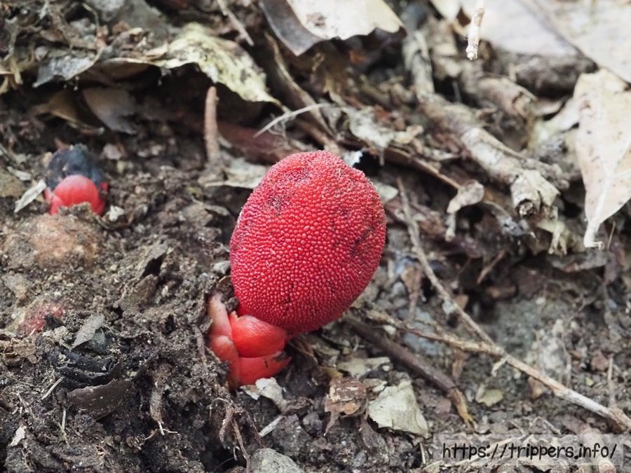ツチトリモチの自生地