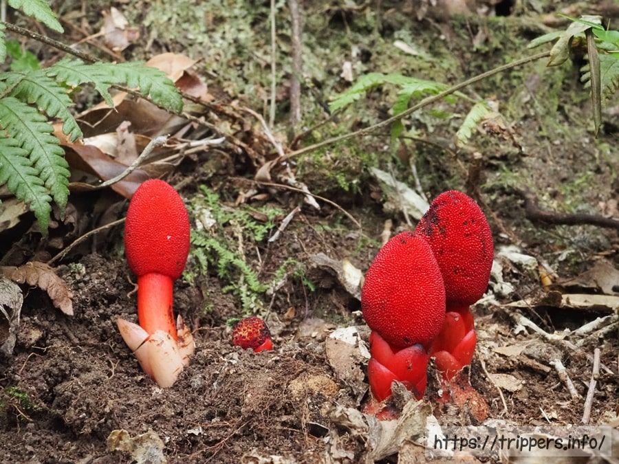 ツチトリモチの花