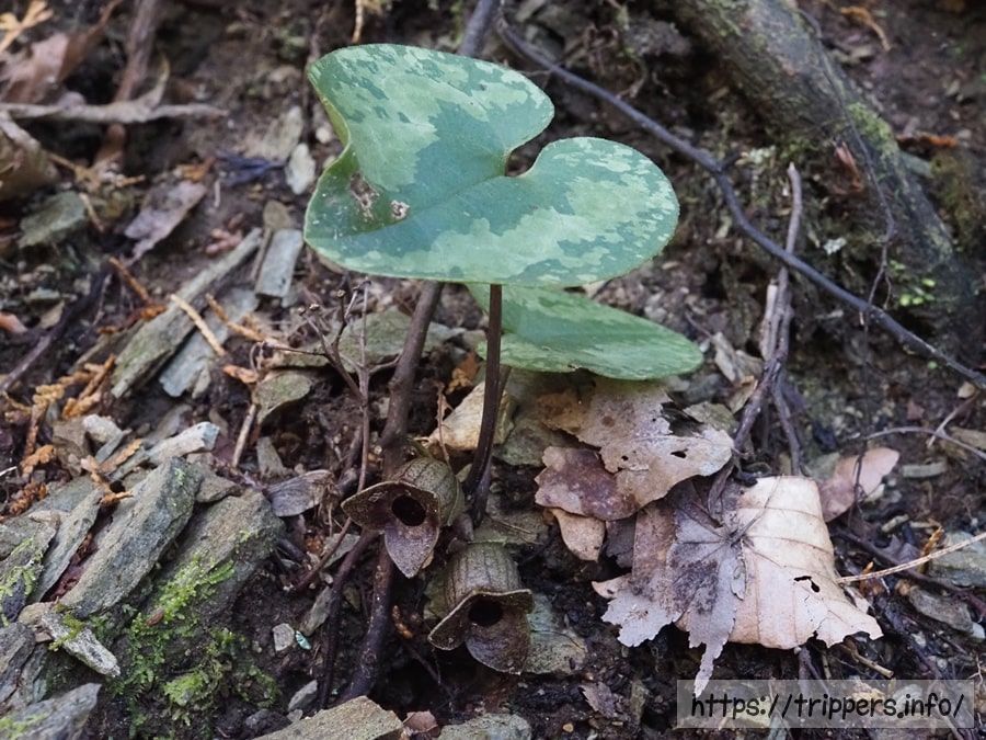 ズソウカンアオイ