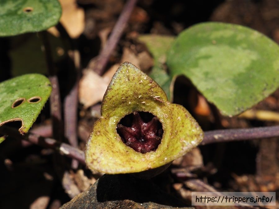 ズソウカンアオイの萼裂片と花柱