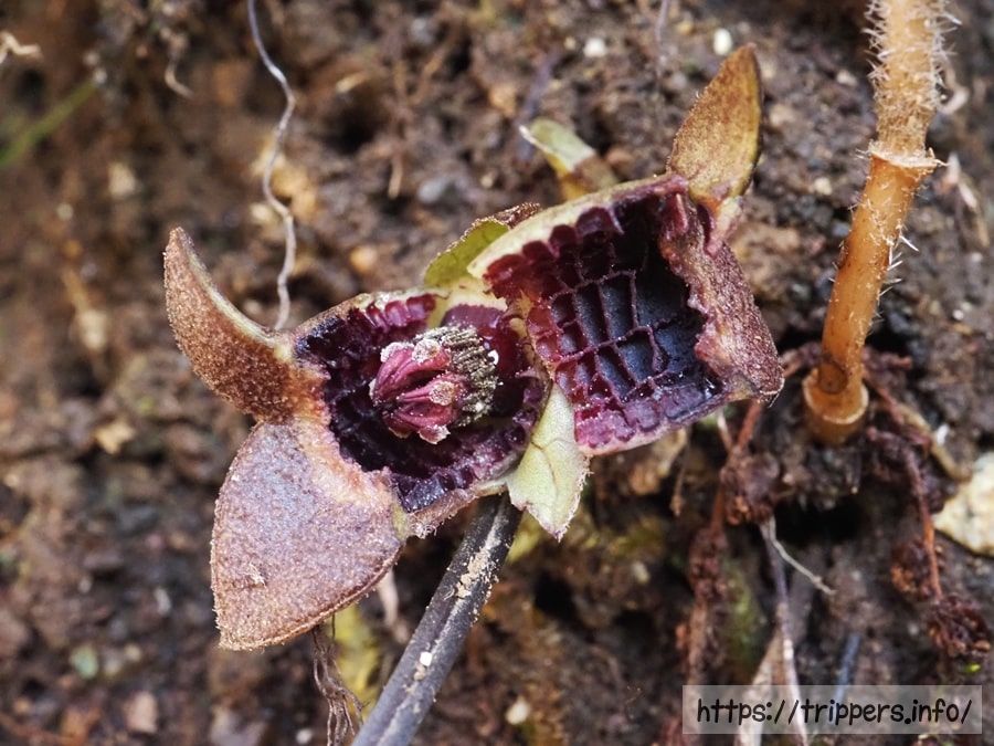 ズソウカンアオイの萼筒内壁