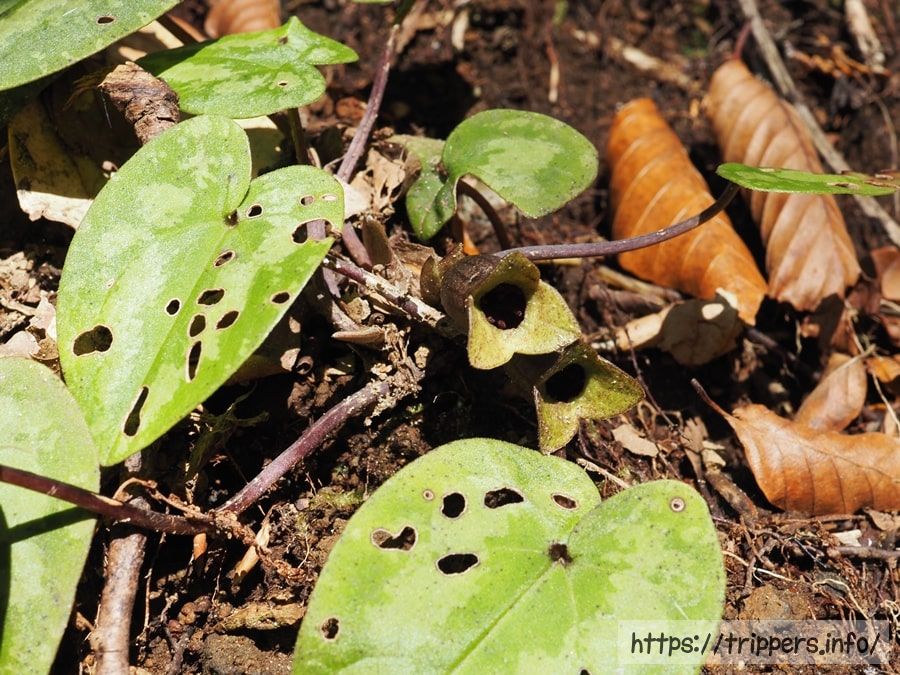緑色のズソウカンアオイ