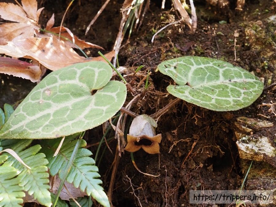 ズソウカンアオイ