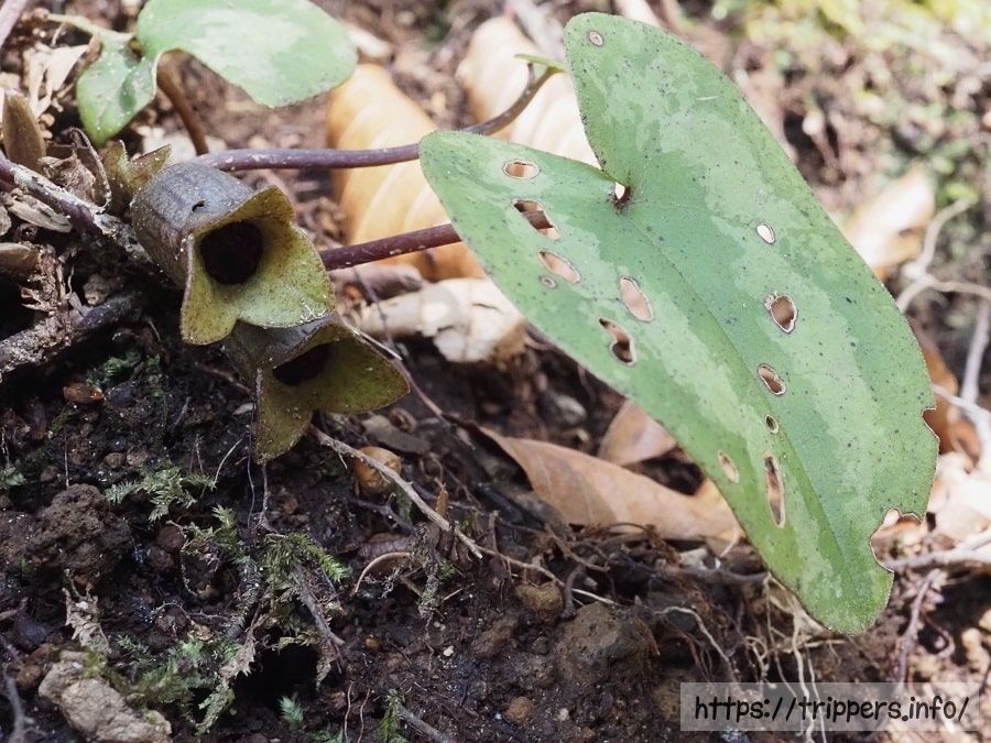 ズソウカンアオイ
