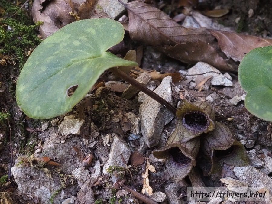 ズソウカンアオイ