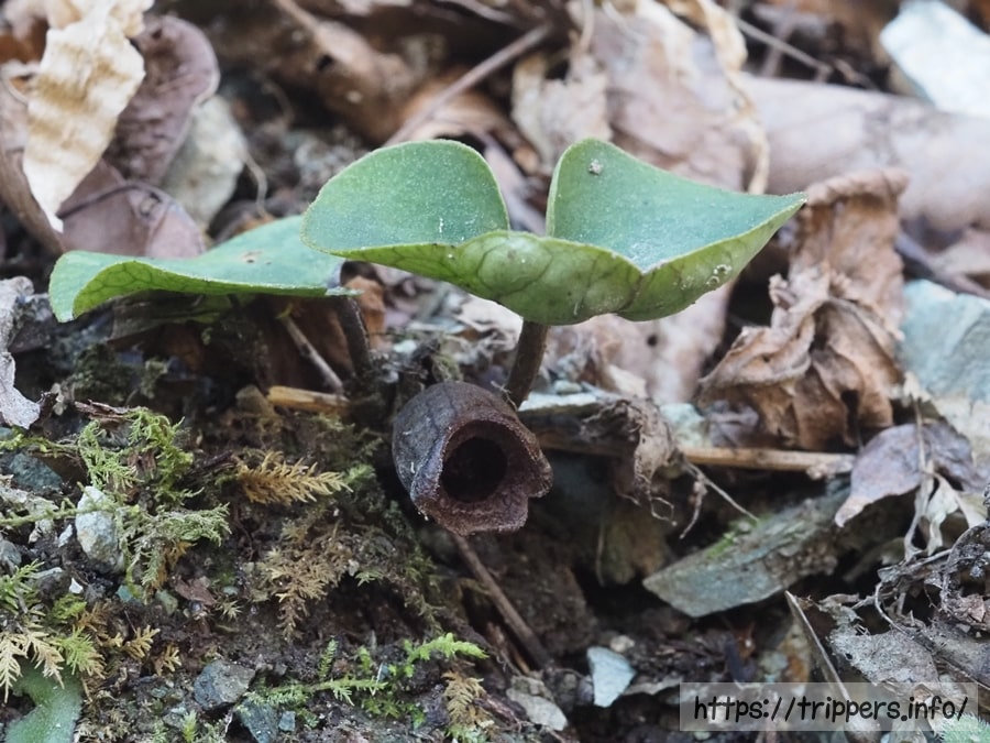 ズソウカンアオイ