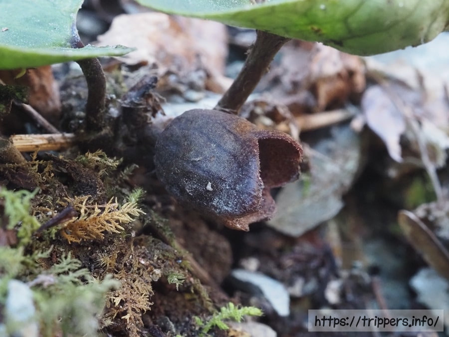 ズソウカンアオイ