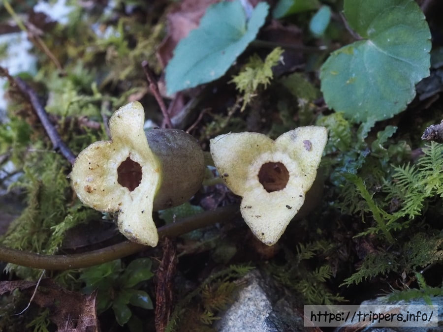 ズソウカンアオイ