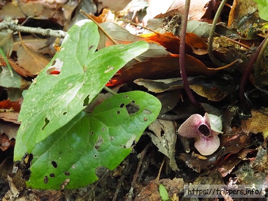 ランヨウアオイ