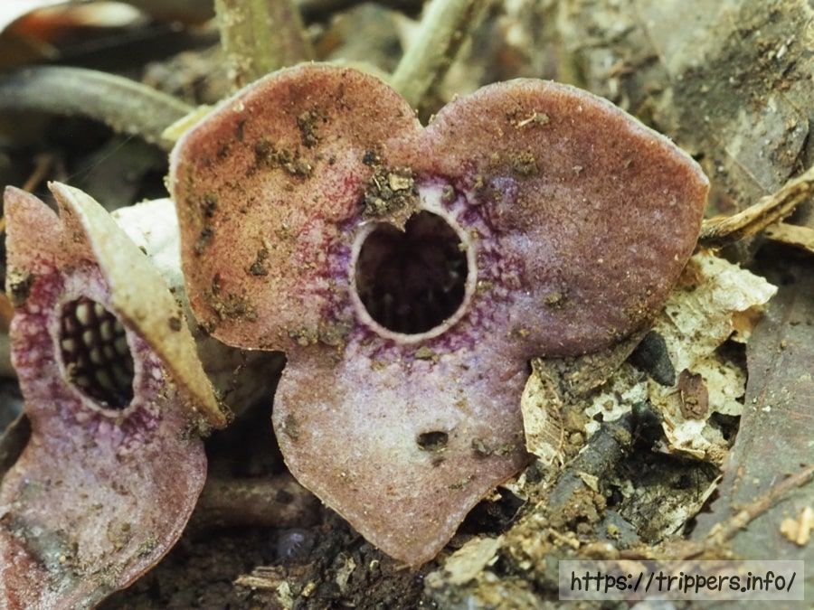 ランヨウアオイの花